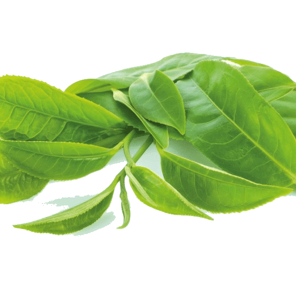 chá verde bio eco